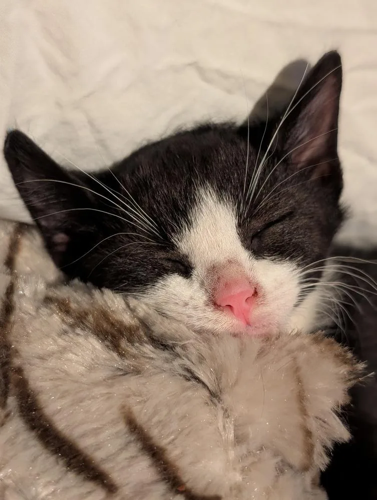 A baby small-sized male Black & White / Tuxedo Domestic Short Hair cat named Argyle for adoption in Chicago, IL
