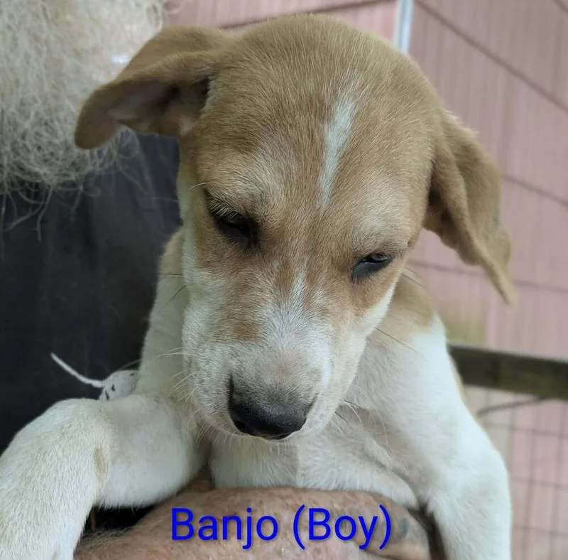A baby large-sized male Tricolor (Brown, Black, & White) Retriever dog named LLP Trixie : Banjo for adoption in Aurora, IN