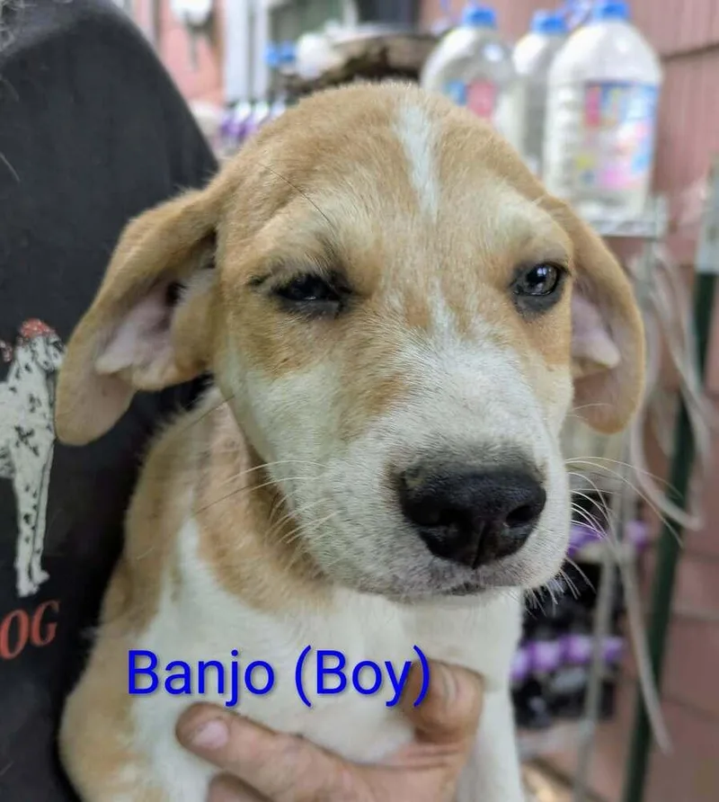 LLP Trixie : Banjo thumbnail 2