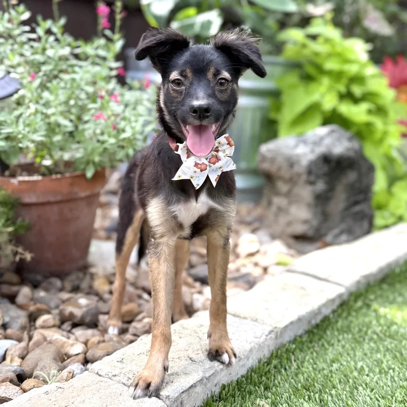 A young small-sized male Black Miniature Pinscher dog named Jack for adoption in Southport, CT