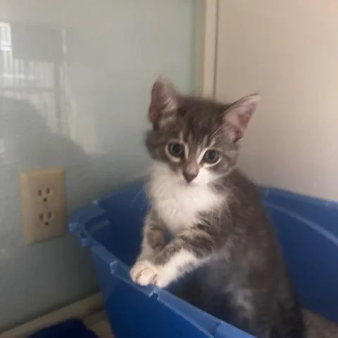 A baby small-sized male Gray & White Domestic Short Hair cat named Siren for adoption in Hutchinson, MN