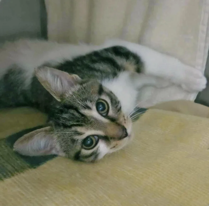 A baby medium-sized male Brown / Chocolate Domestic Short Hair cat named Ziggy for adoption in Plover, WI