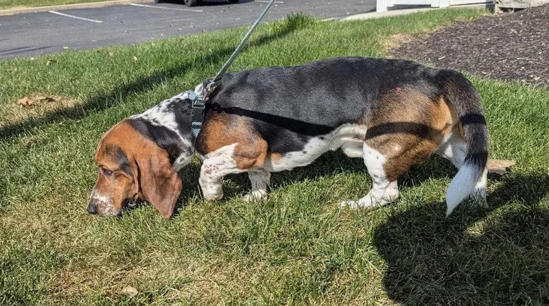 An adult medium-sized male Basset Hound dog named Hank for adoption in Brookville, OH