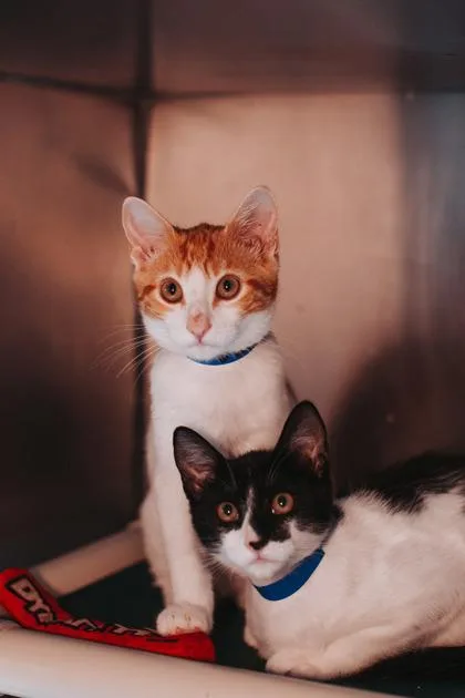 A young small-sized male Domestic Short Hair cat named a Solar PetSmart Mt. for adoption in North Charleston, SC