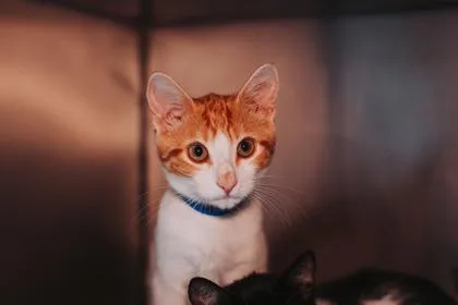 a Solar PetSmart Mt. thumbnail 2