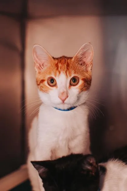 a Solar PetSmart Mt. thumbnail 3