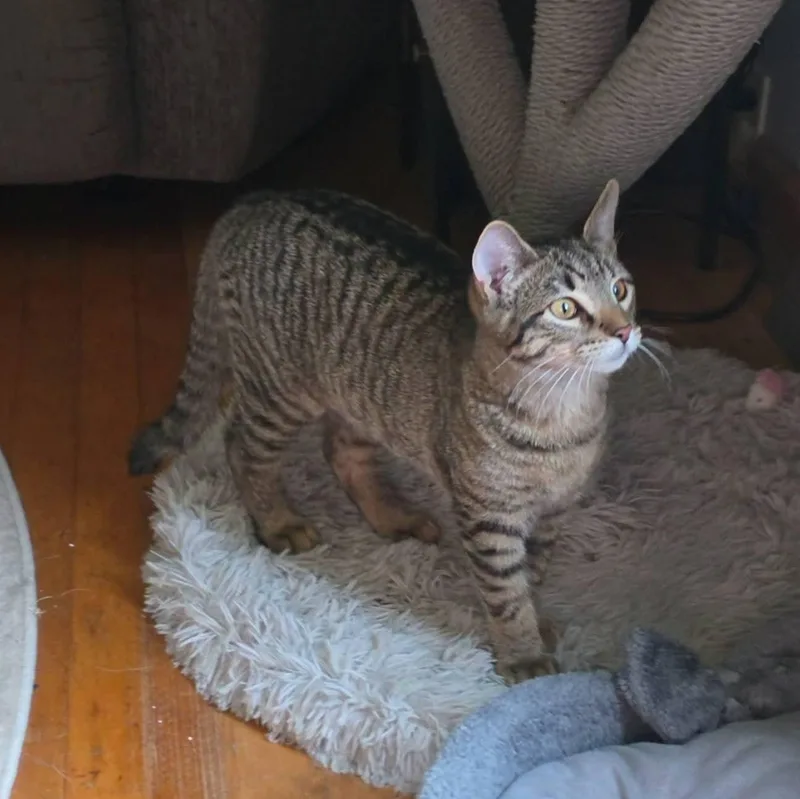 A baby medium-sized female Tabby (Buff / Tan / Fawn) Domestic Short Hair cat named Summer for adoption in Mayfield, NY