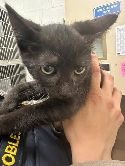 A baby small-sized female Domestic Short Hair cat named A for adoption in Chula Vista, CA