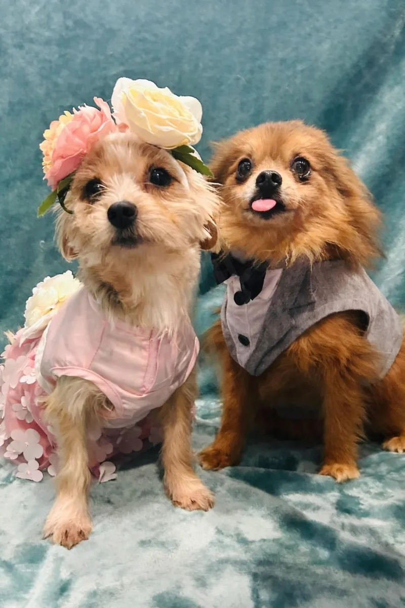 A senior medium-sized male Pomeranian dog named Theo for adoption in Elizabethtown, PA