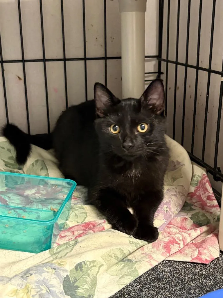 A baby medium-sized male Domestic Short Hair cat named Hector for adoption in Hartford City, IN