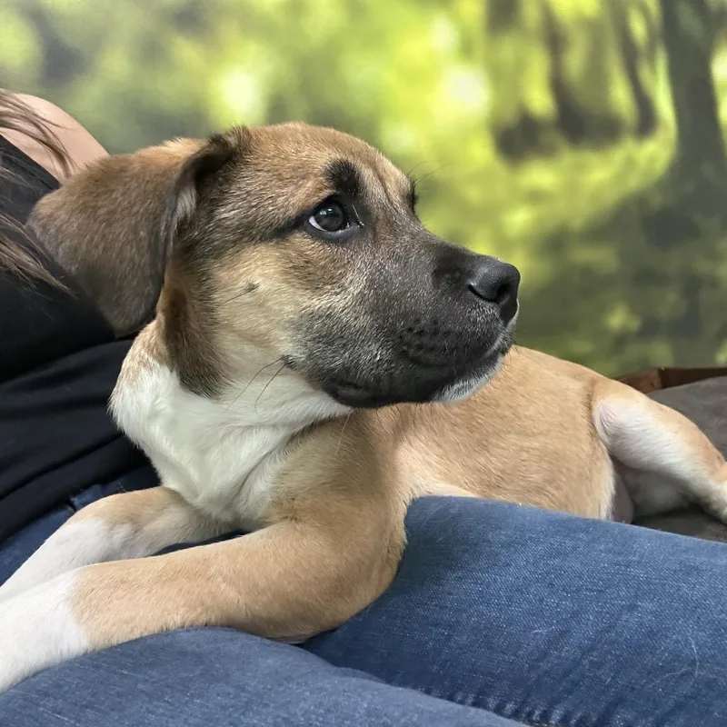 A baby medium-sized male Yellow / Tan / Blond / Fawn Mixed Breed dog named Milo for adoption in Auburn, NH