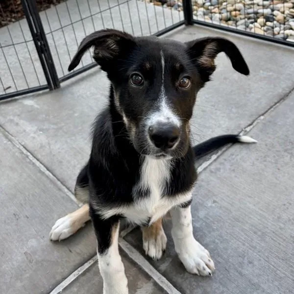 A baby medium-sized female Siberian Husky dog named Blossom for adoption in Walnut Creek, CA