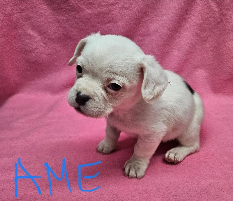 A baby small-sized female Spaniel dog named Ame for adoption in Inglewood, CA