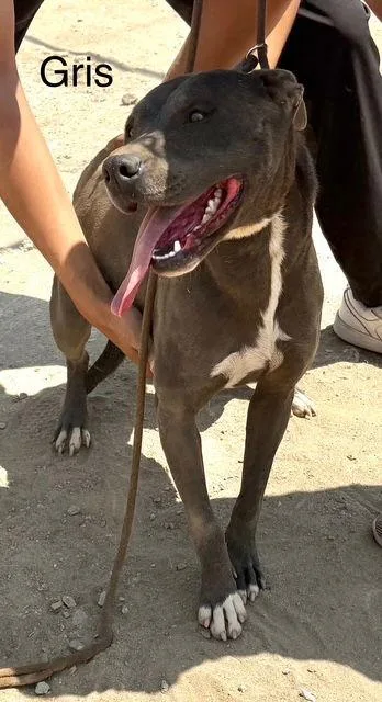 Griselda thumbnail 2