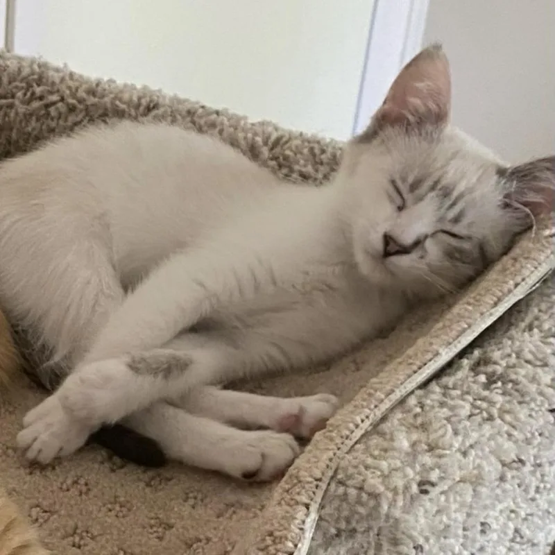 A baby small-sized female White Domestic Short Hair cat named Honey for adoption in Talent, OR