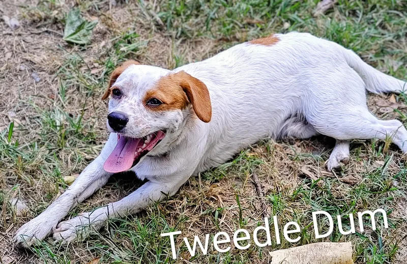 Tweedle Dum thumbnail 2