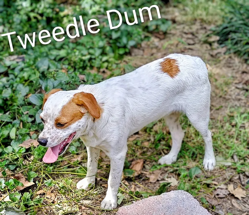 Tweedle Dum thumbnail 4