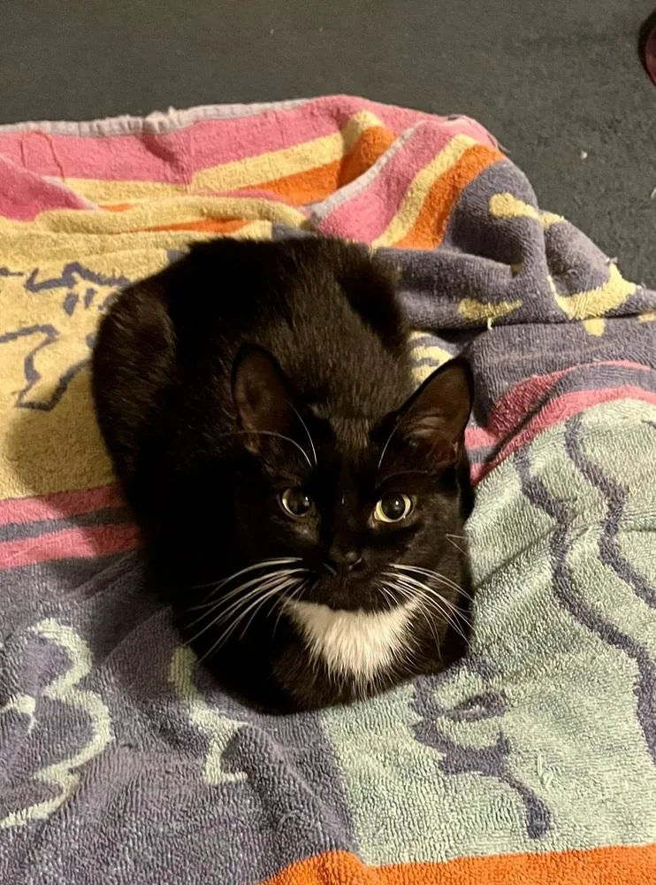 A baby medium-sized female Black & White / Tuxedo Domestic Short Hair cat named Ash for adoption in Bolton, CT