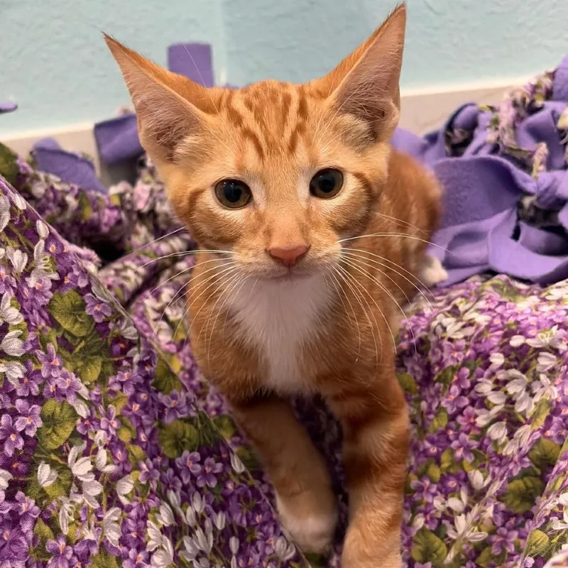 A baby small-sized male Domestic Short Hair cat named Cream for adoption in Harlingen, TX