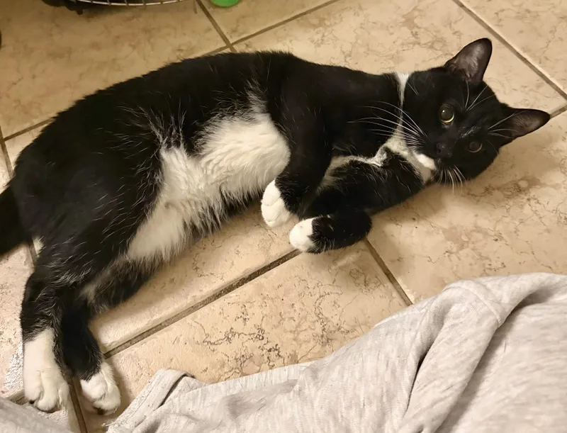 Yoshi