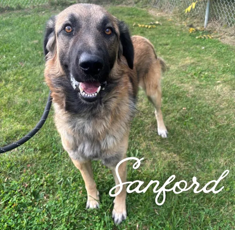 A young large-sized male Yellow / Tan / Blond / Fawn Anatolian Shepherd dog named Sanford for adoption in Nevada, IA