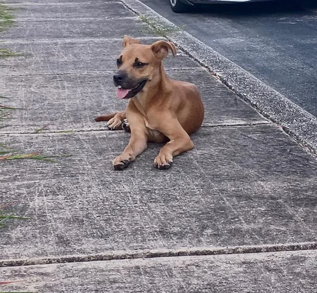 A young small-sized female Black Mouth Cur dog named Mollie for adoption in San Antonio, TX