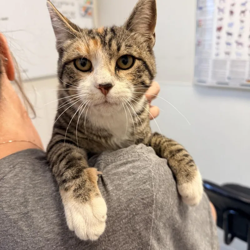 A young medium-sized female Brown / Chocolate Domestic Short Hair cat named Beauty for adoption in Rifle, CO