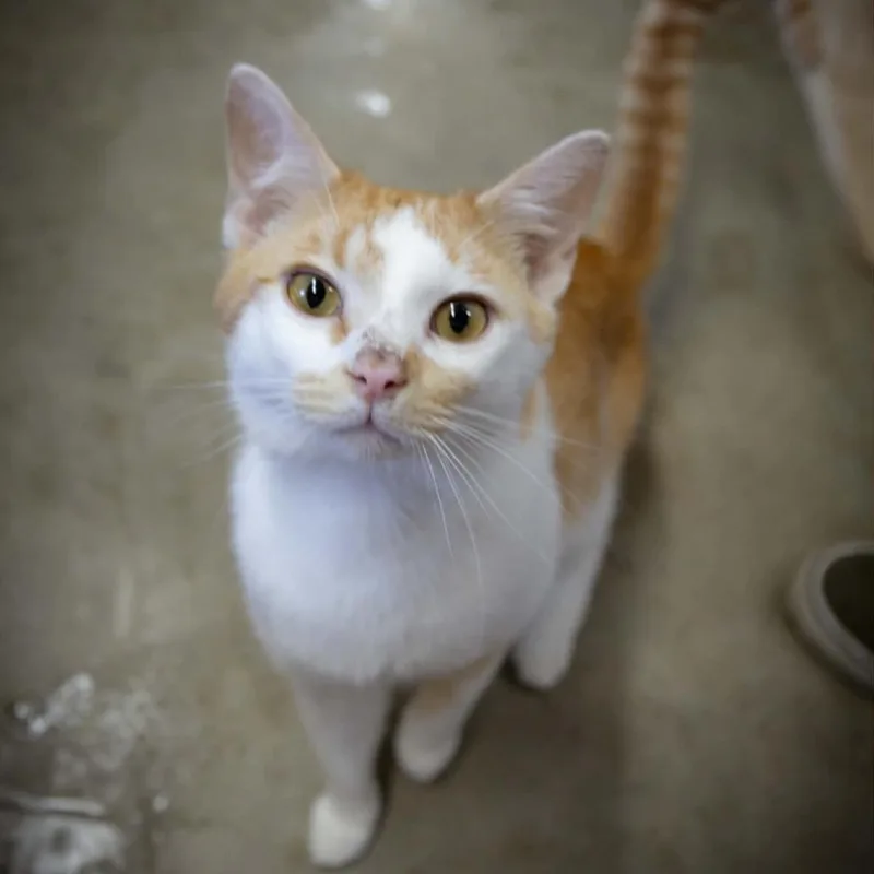 An adult small-sized male Orange / Red Domestic Short Hair cat named Garfield for adoption in Shelbyville, IN