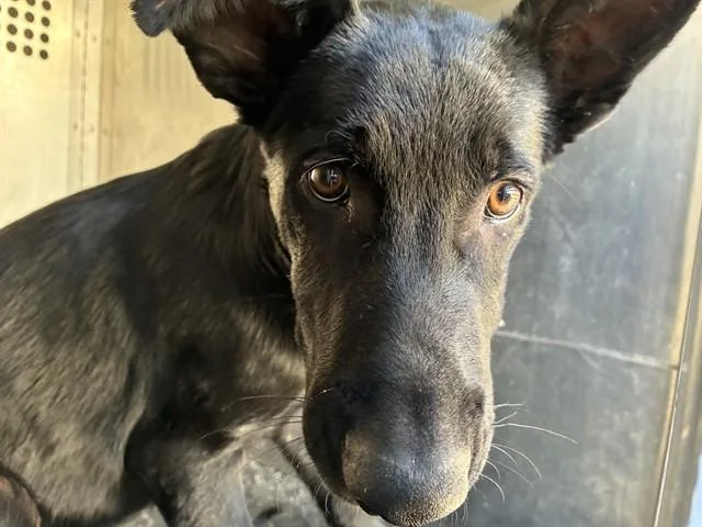 An adult medium-sized male German Shepherd Dog dog named A for adoption in Rancho Cucamonga, CA