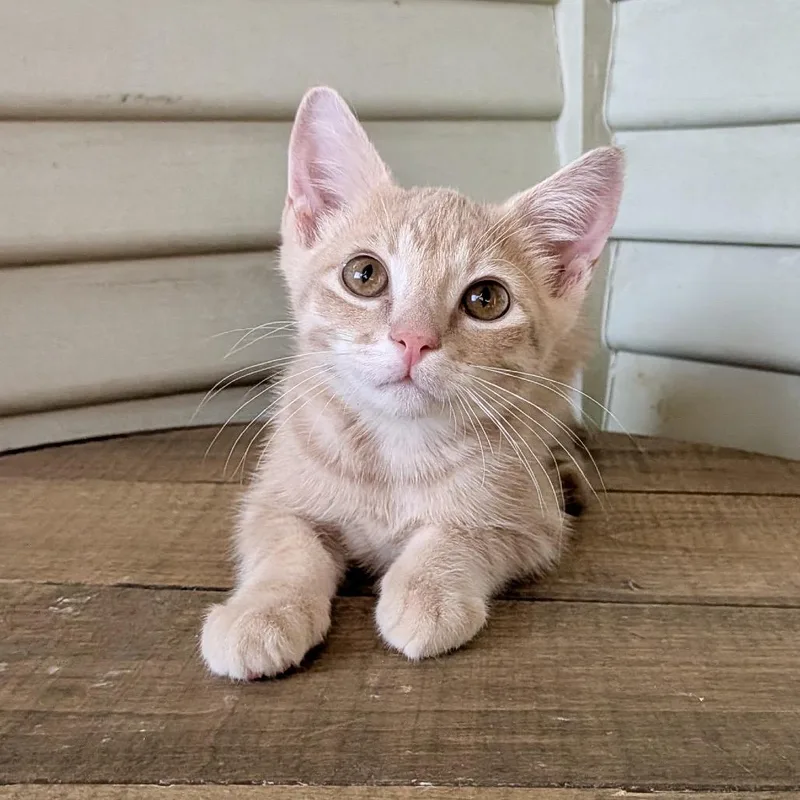 Tabasco