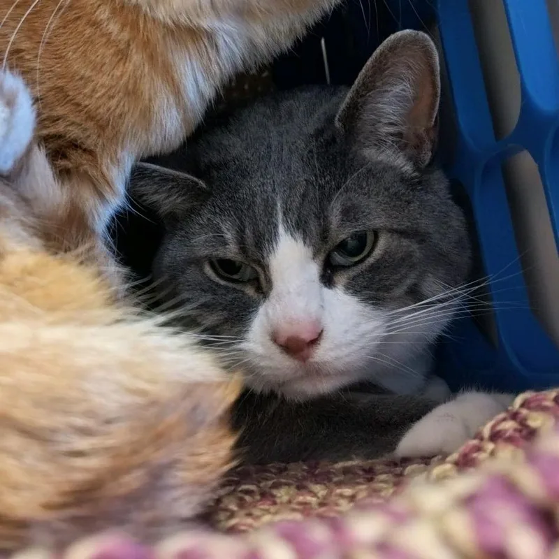 An adult large-sized male Gray / Blue / Silver Domestic Short Hair cat named Orlando for adoption in Norfolk, NE