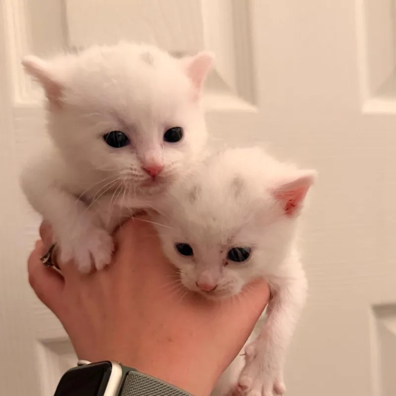 A baby small-sized male White Domestic Short Hair cat named Chase for adoption in Richland, MI