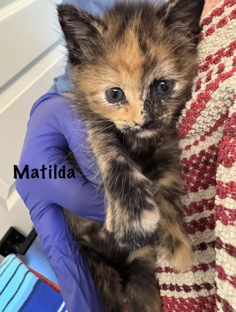 Matilda