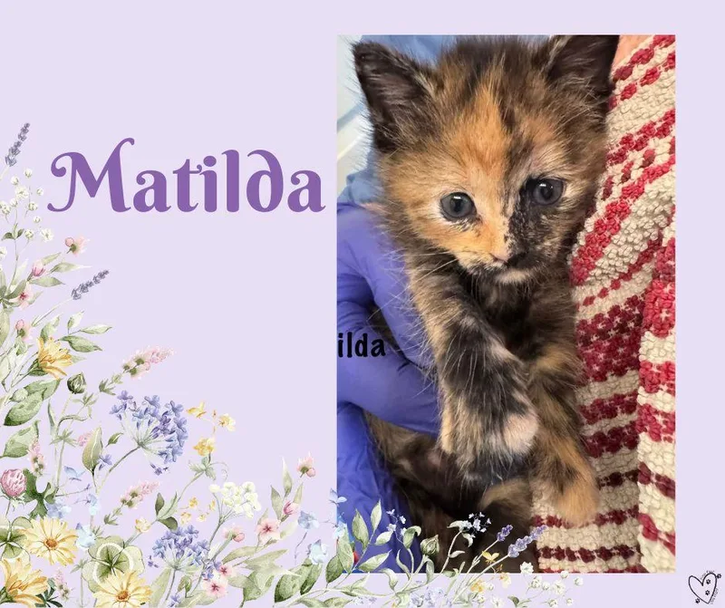 Matilda thumbnail 2