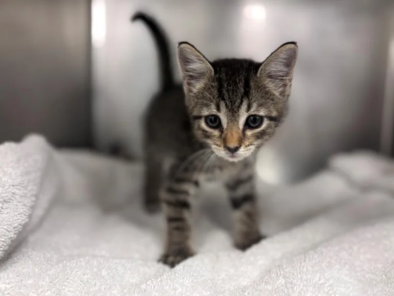 A baby small-sized female Domestic Short Hair cat named Debbie for adoption in Houston, TX