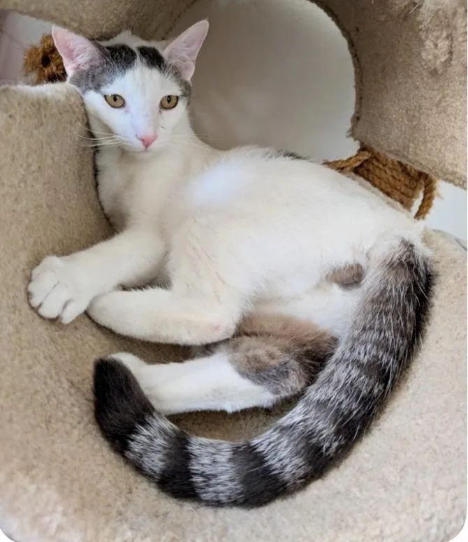 A young medium-sized male Gray & White Domestic Short Hair cat named Alfalfa for adoption in Riverside, CA
