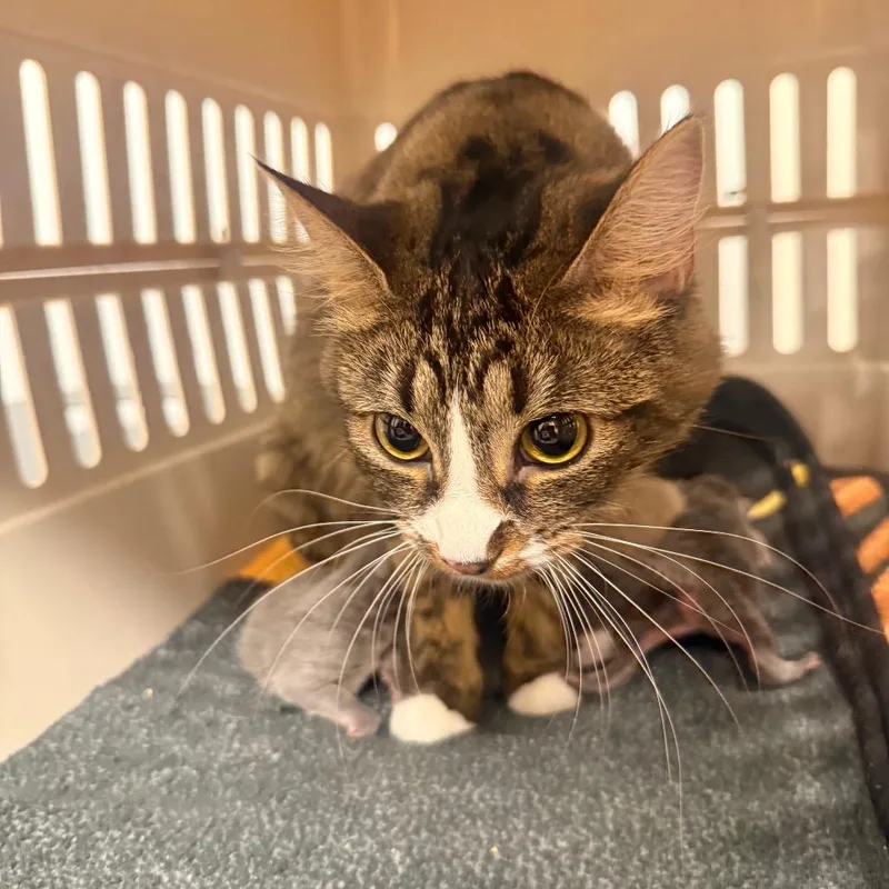 An adult small-sized female Gray / Blue / Silver Domestic Short Hair cat named Spindly for adoption in Chattanooga, TN