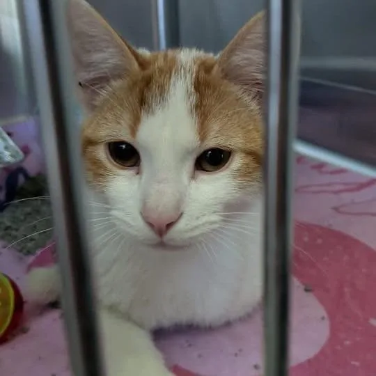 A baby small-sized male Orange / Red Domestic Short Hair cat named Horton for adoption in Matteson, IL