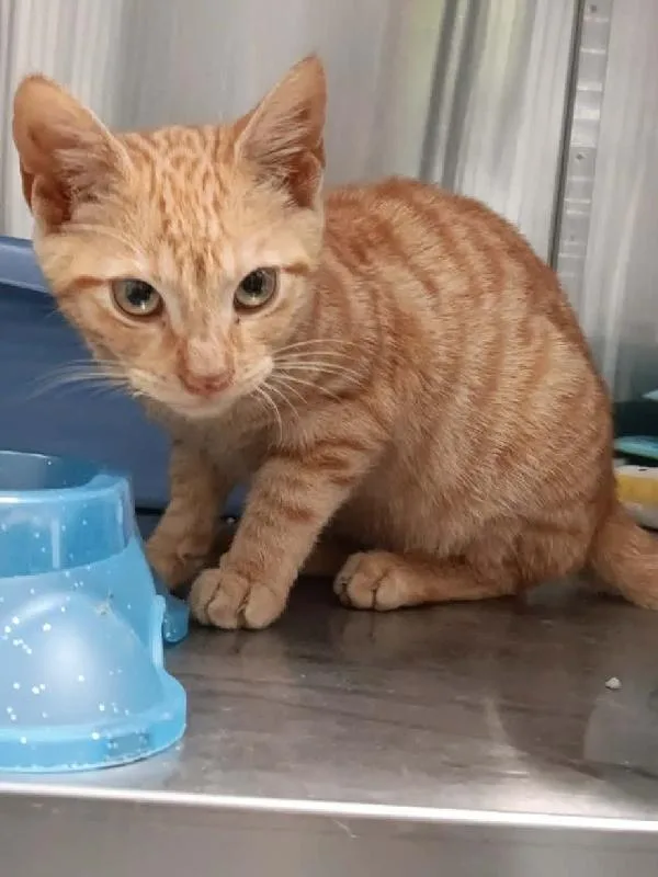 A baby medium-sized male Orange & White Domestic Short Hair cat named Butterscotch for adoption in Seymour, IN