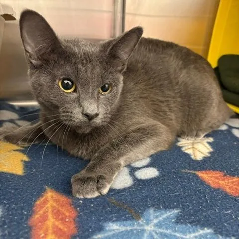 A young medium-sized female Gray / Blue / Silver Domestic Short Hair cat named Pretzel for adoption in Ottawa, KS