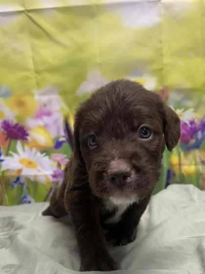 A young small-sized male Standard Poodle dog named Tumbleweed for adoption in San Antonio, TX
