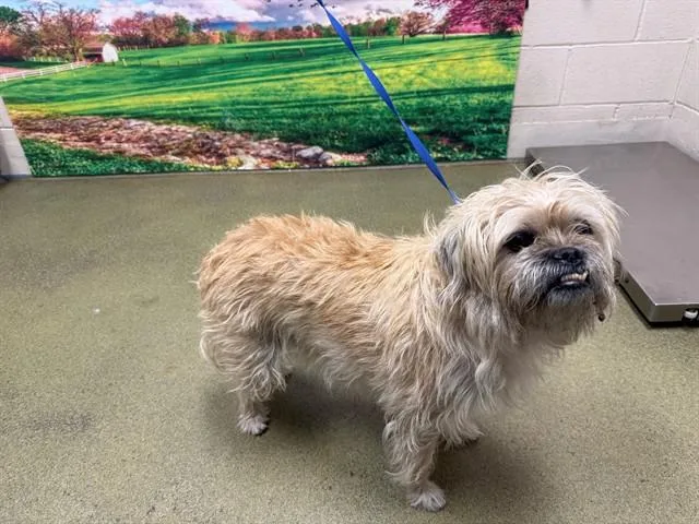 An adult small-sized female Lhasa Apso dog named A for adoption in Moreno Valley, CA