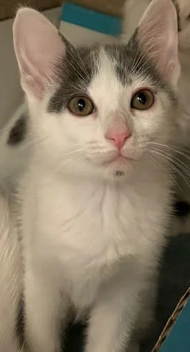 A baby small-sized male Domestic Short Hair cat named Ribbit for adoption in Washington, DC