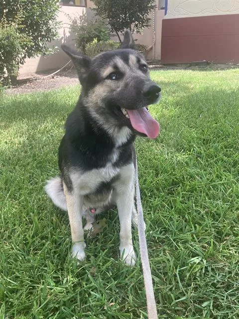 A young medium-sized male German Shepherd Dog dog named Parker for adoption in Dallas, TX