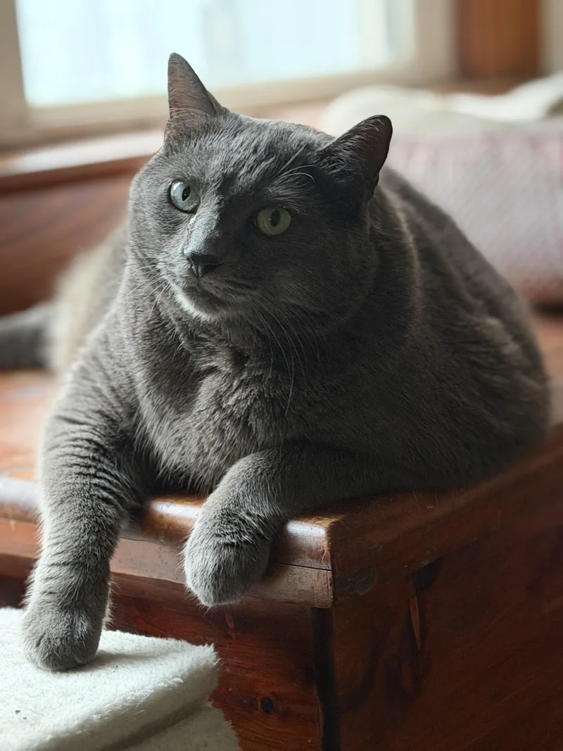 An adult extra large-sized male Gray / Blue / Silver Domestic Short Hair cat named Cricket for adoption in Jacksonville, FL