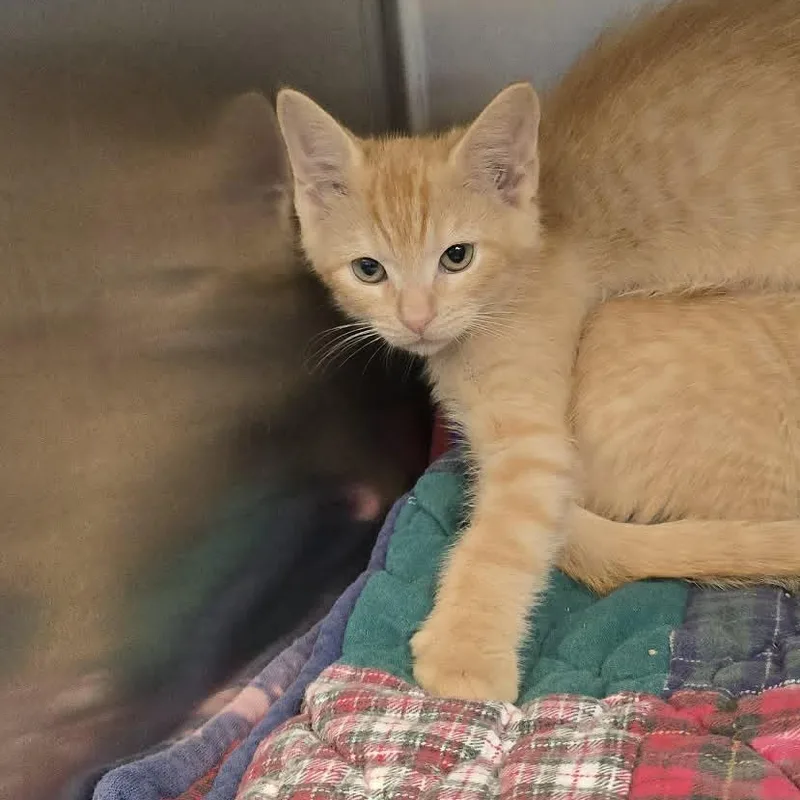 A baby medium-sized male Tabby (Buff / Tan / Fawn) Domestic Short Hair cat named Carl for adoption in Orange, VA