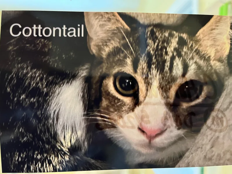 A baby small-sized male Tabby (Brown / Chocolate) Domestic Short Hair cat named Cottontail for adoption in Wells, ME