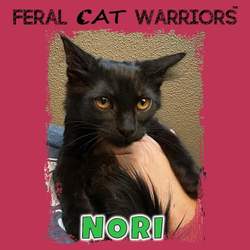 Nori