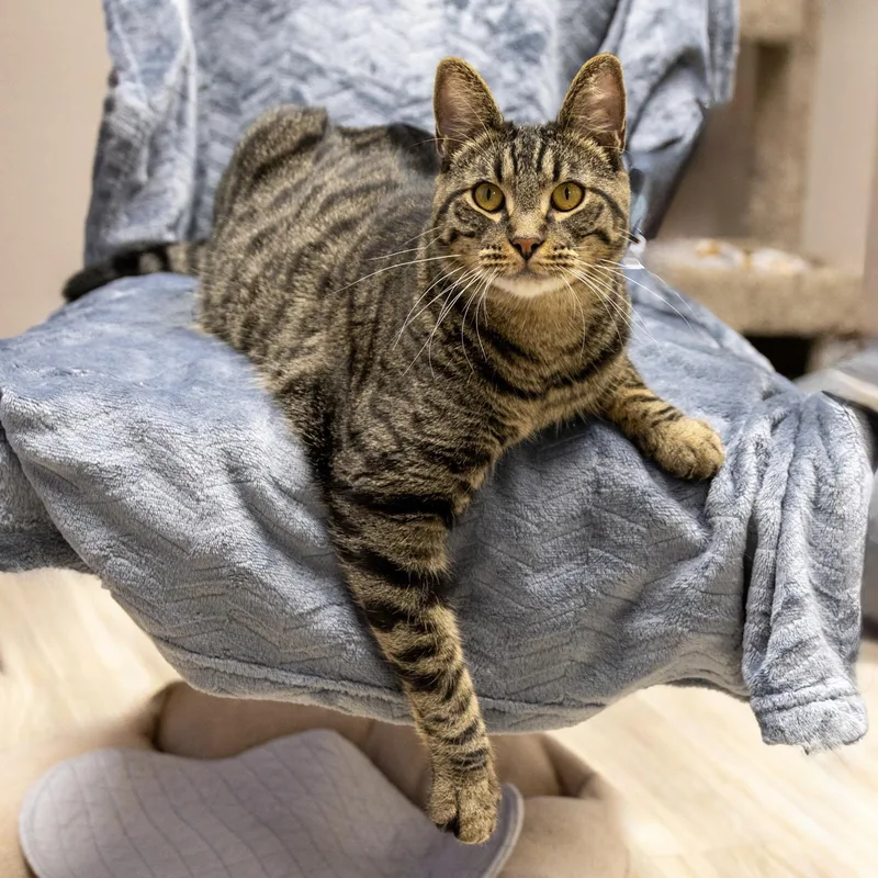 An adult large-sized male Domestic Short Hair cat named Sully for adoption in Fountain Hills, AZ