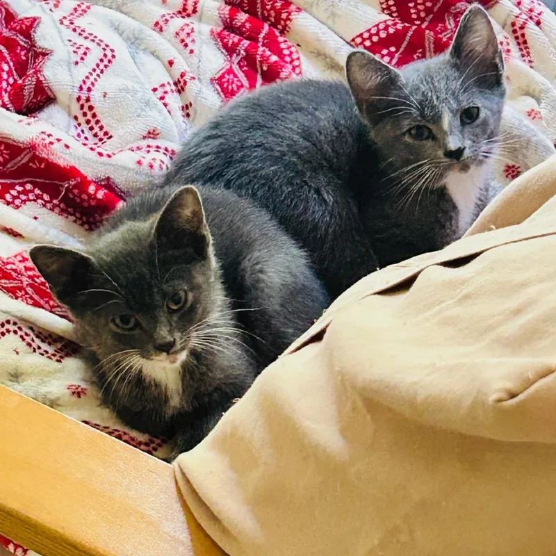 A baby small-sized male Gray / Blue / Silver Domestic Short Hair cat named Kirby for adoption in North Branford, CT